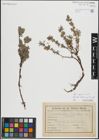 Foto von Salix repens L.